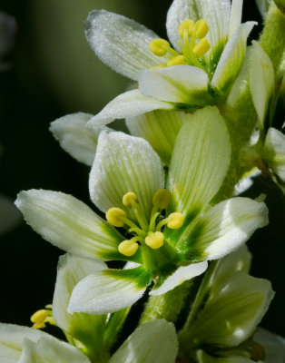 DSC_8332a.jpg