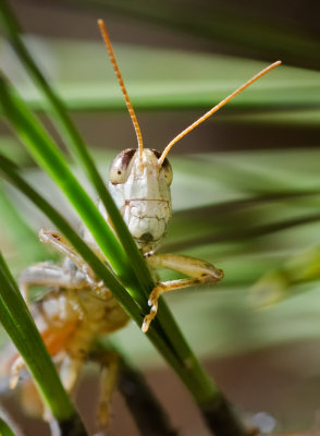 DSC_2077a.jpg