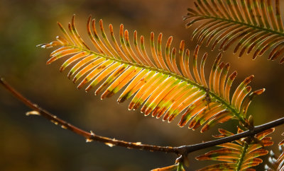 DSC_5783a.jpg
