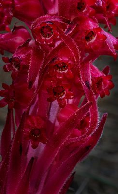 DSC_3776a.jpg