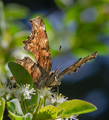 DSC_4496a.jpg