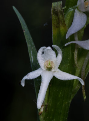 DSC_4728a.jpg