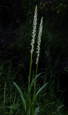 DSC_4739a.jpg