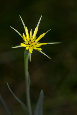 DSC_4776aC.jpg
