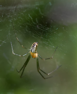 DSC_4974a.jpg