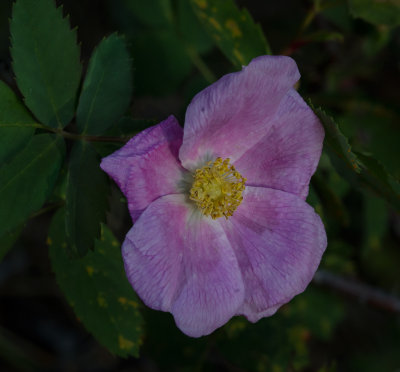 DSC_8185a.jpg