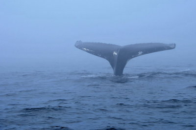 Baleines aux Bergeronnes