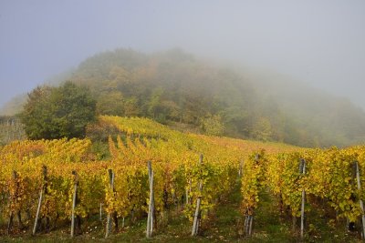 vignoble d'alsace en automne