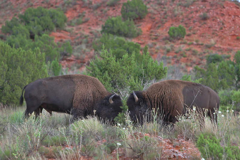 Caprock Canyon SP Bison