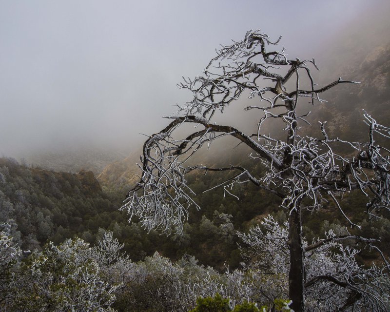Lost Mine Ice Tree.jpg