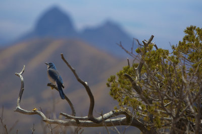 Mexican Jay Big Bend NP