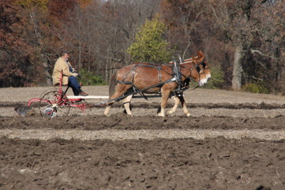 Horses and Mules