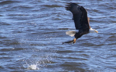 The Catch
