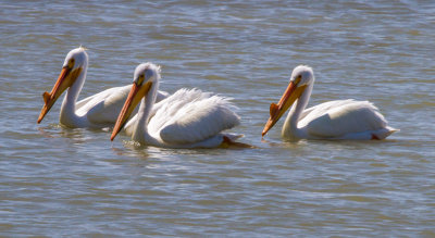 American white pelicans