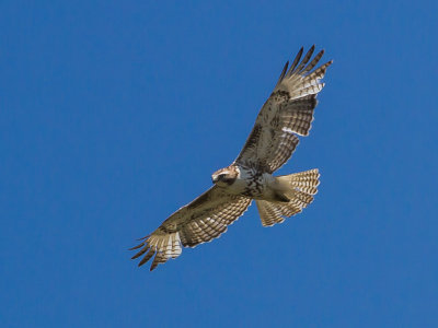 Juvenile Ferruginous Hawk