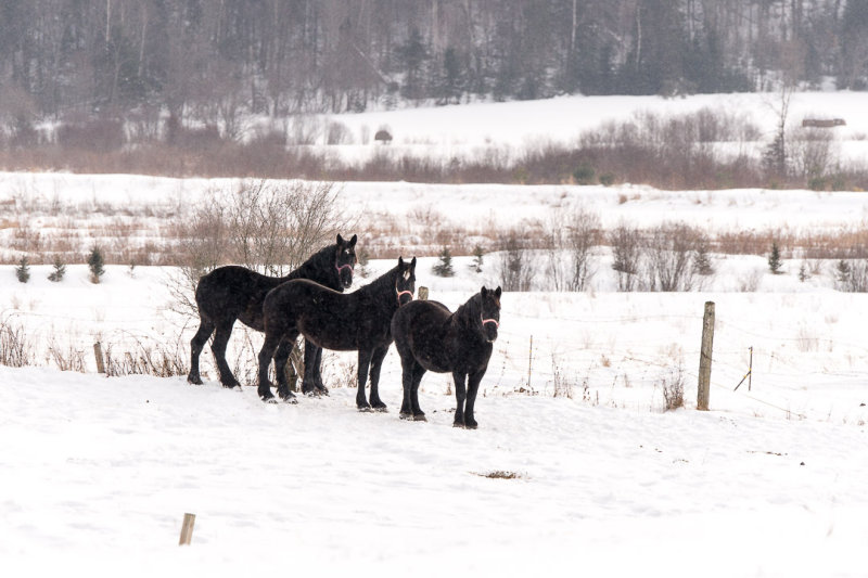 Lannée du cheval... / Year of the Horse...