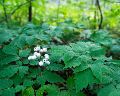 DSC09248.jpg