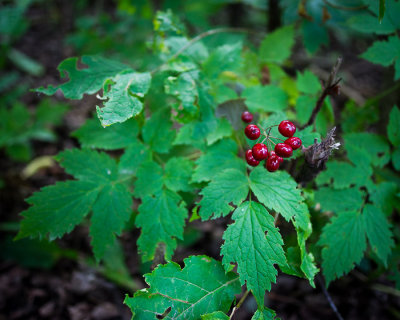 DSC09246.jpg