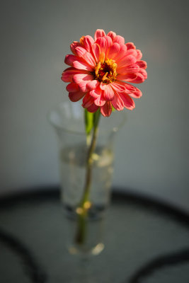Zinnia