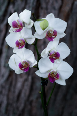 Orchidées