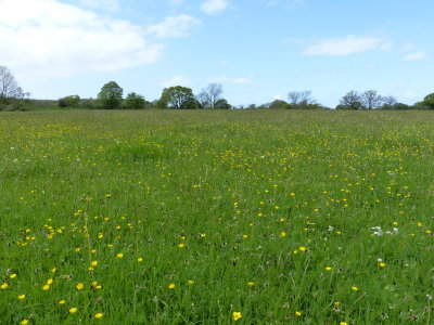 Mostly buttercup and plantain