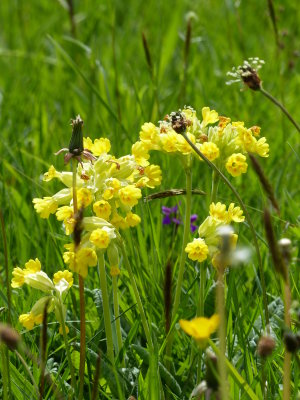 Cowslips