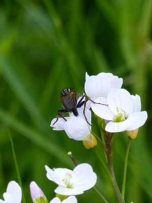 Cuckoo Flower (Cardamine pratensis)