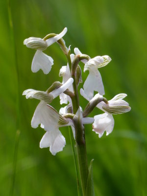 White green-winged orchid
