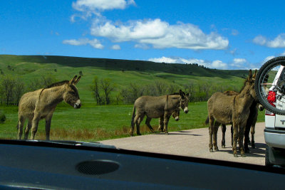 Wild Donkeys IMG_0703r1200.jpg