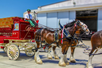 Budweiser Team IMG_7469r1200.jpg