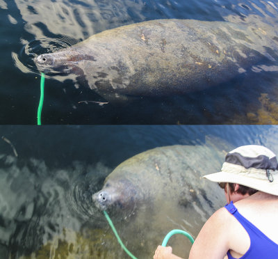 Manatee getting a drink of fresh water from our hose (approx. 10 gallons/40  liters)