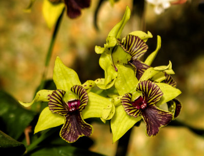 Orchid Display at Longwood Gardens