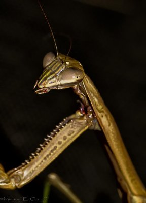 Portrait of a Praying Mantis