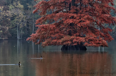 Fall on Stumpy Lake