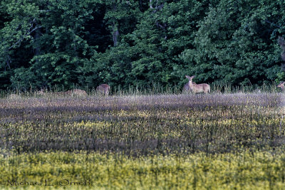 Animals & Wildlife