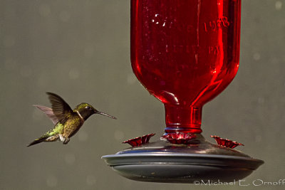 Birds