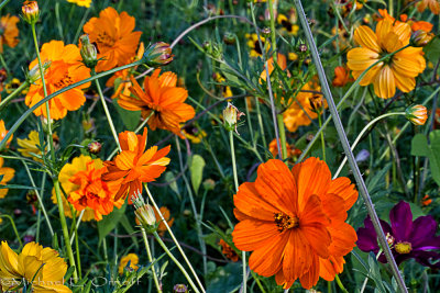 Flowers/Vegetation