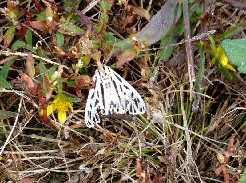 Arge moth - Oconomowoc, WI - September 17, 2011
