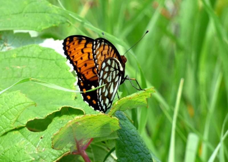 Regal fritillary - Schurch Thomson Prairie, Iowa County, WI - July 4, 2014