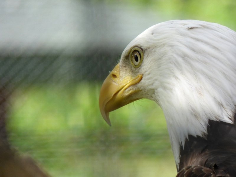 Bald eagle - Marshfield Zoo, WI - June 12, 2014