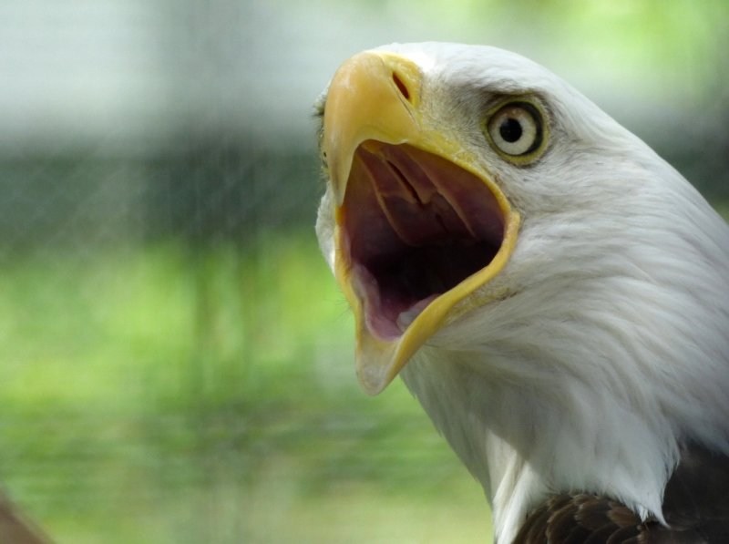 Bald eagle - Marshfield Zoo, WI - June 12, 2014