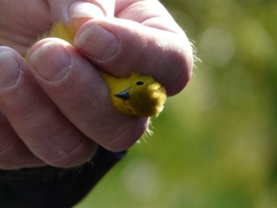 Bird banding - yellow warbler - Horicon Marsh, WI - May 9, 2010