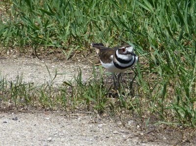 Kildeer trying to warn us to stay away from its nest - 2013-05-24 - Zeloski Marsh, near Lake Mills, WI