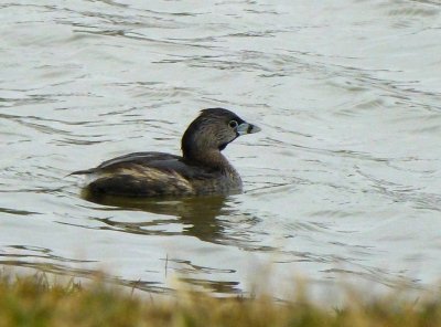 Pied-billed grebe - Silent Street Pond, Verona, WI - April 11, 2013 