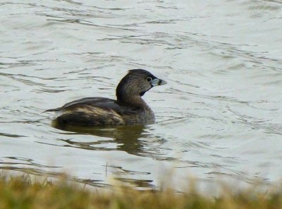 Pied-billed grebe - Silent Street Pond, Verona, WI - April 11, 2013 