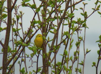 Yellow warbler - near Washburn, WI - May 22, 2011