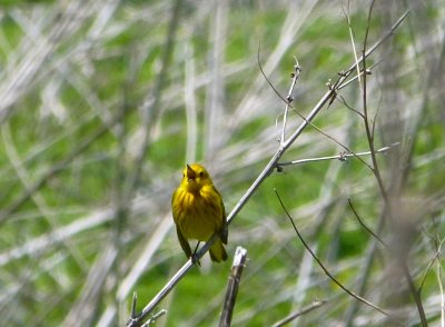 Yellow warblers-GALLERY