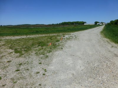 Nest on grass next to bike path - look between orange flags to find the nest - 2013-05-24 - Zeloski Marsh, near Lake Mills, WI