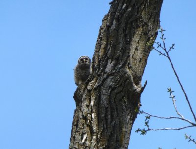 Barred owlet- Pheasant Branch Conservancy, Middleton, WI  2013-05-08 