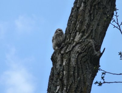 Barred owlet- Pheasant Branch Conservancy, Middleton, WI  2013-05-08 